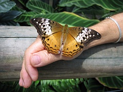 019 Butterfly Sanctuary